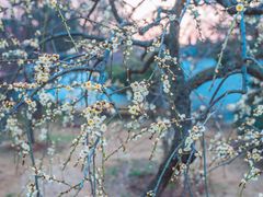 -梅花山(明孝陵内)