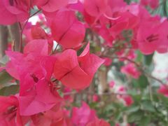 -金科花卉市场