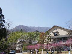 -天目山大树王景区