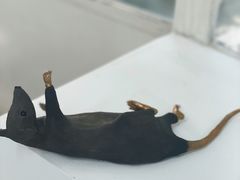 -胶囊画廊