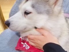 -Husky Go! 哈士奇体验馆·宠物咖啡厅狗咖