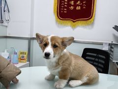 -宠福鑫康馨动物医院·骨科·眼科