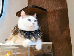 -啵啵喵·猫咖(攀华国际店)