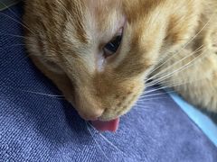 -伟伟宠物医院·瑞派猫友好医院·猫科(光谷店)