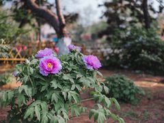 -玄武湖景区-情侣园游乐场