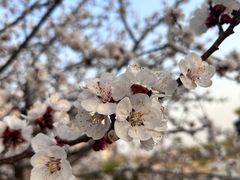 -桃花岛公园