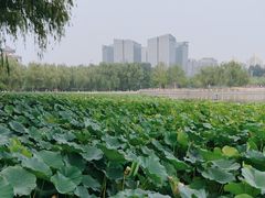 -莲花池公园
