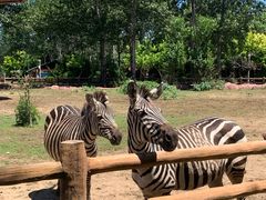 -大连森林动物园