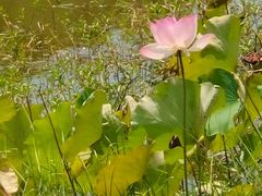 -福建鲤鱼洲酒店