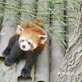 大连森林动物园