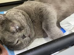 -美联众合动物医院(·中兽医·疑难杂症·严家桥分院)