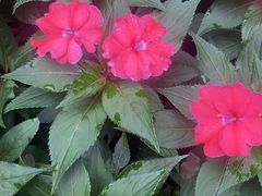 -黑龙江省森林植物园