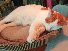 -平行世界·猫咖(首经贸店)