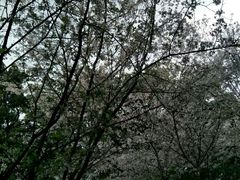 -武汉大学-樱园
