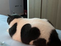 -翊宠yipet猫狗购宠庄园犬舍•猫舍