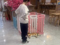 -柴犬小屋·柴餐厅·狗咖食堂(金鼎广场店)