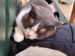 -安格丽娜·狗咖·猫咖羊驼咖(春熙路百盛商场店)