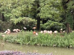 -上海野生动物园