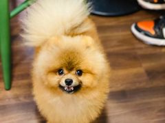 -柯斗斗主题餐厅·狗咖·围炉煮茶·茶饮(国瑞升平里店)