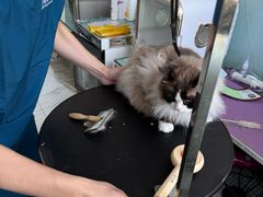 -嘉馨宠物医院·CT影像转诊·心脏科·犬猫全科诊疗中心(下沙大学城院区)