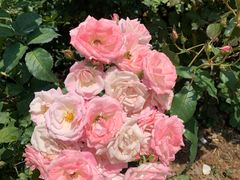 -人民公园(罗湖区)