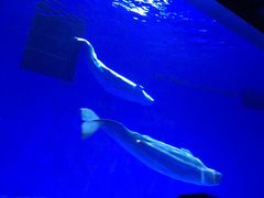 -芜湖新华联大白鲸海洋公园