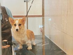 -艾贝尔宠物医院·24H转诊中心·肿瘤猫专科(江宁双龙店)