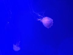 -沈阳海洋探索中心