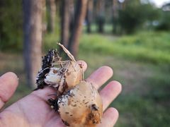 -北极村旅游风景区