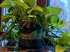 -老昌春饼(大直街店)