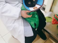 -米苏动物医院·犬猫专科·骨科外科内窥镜