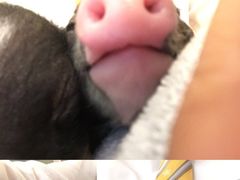 -浣熊柯尔鸭土拨鼠·电玩咖