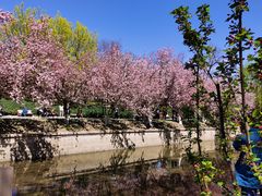 -海棠花溪(元大都城垣遗址公园)