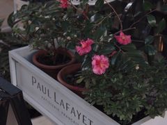 -PAUL LAFAYET 法式甜品(港汇广场店)