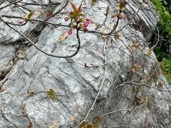 -桃花岛景观公园