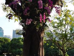 -荔香公园