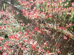 -南汇桃花村