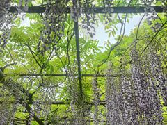 -嘉定紫藤园