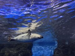 -上海海洋水族馆