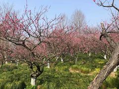 -上海海湾国家森林公园