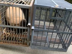 -都江堰中华大熊猫苑