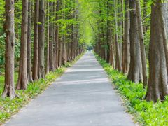 -上海滨江森林公园