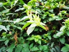 -樱桃山旅游景区