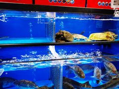 水产区-盒马鲜生(双清路店)