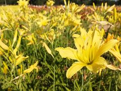 -汉长安城未央宫国家考古遗址公园