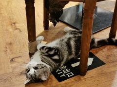 -猫小院猫主题餐厅(三里屯店)
