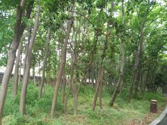 -同里国家湿地公园