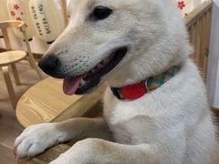 -柴迷FANS CLUB·柴犬狗咖·猫咖