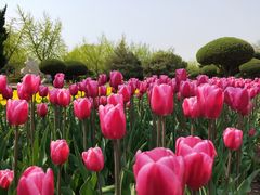 -石家庄市植物园
