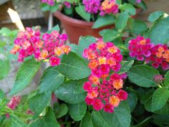 -漫渡庄绿岛花园•隐世庭园菜(滨湖店)